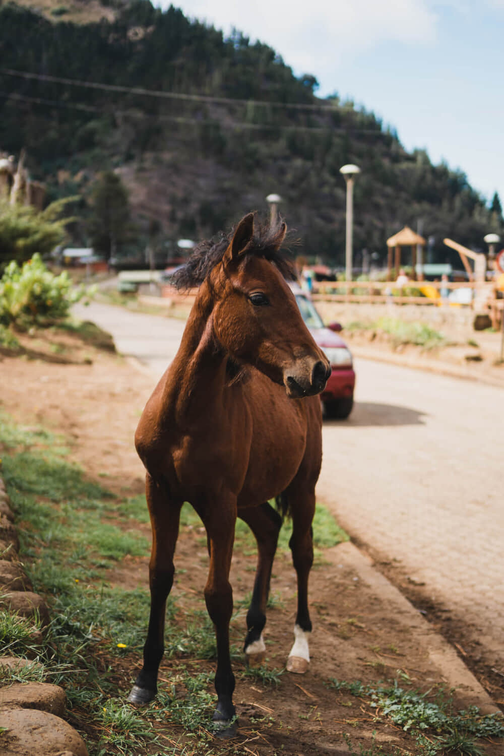 Animal3-e1659335108410.jpg Animal3-e1659335108410.jpg